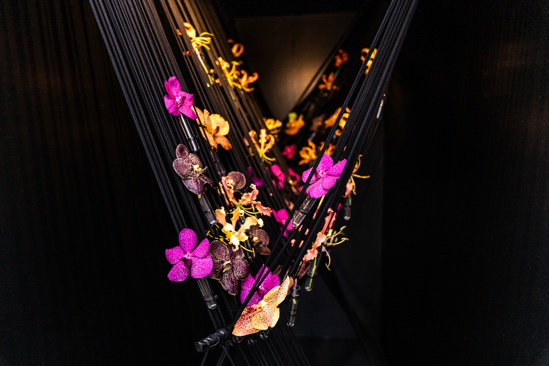 Vibrant orchids suspended against a dark backdrop